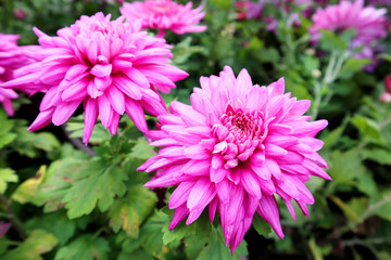Obraz premium pink chrysanthemum flowers
