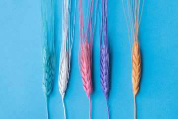 Close up of colorful dry ears of wheat on blue background