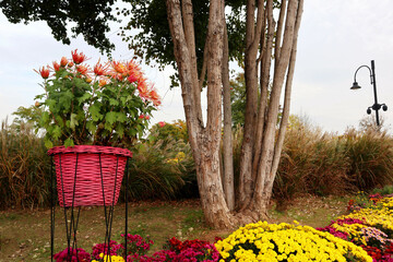 red and yellow flowers