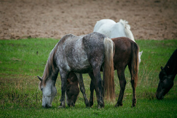 Naklejka na ściany i meble Horses graze in a green field. Beautiful horses in the Russian field.
