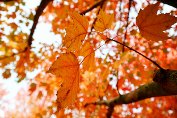 autumn leaves background