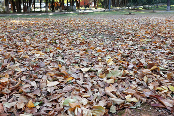 autumn leaves on the ground