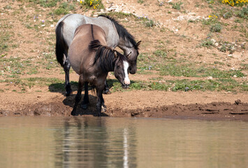 Grulla mare and blue roan stallion wild horses reflecting in the water while drinking at the...
