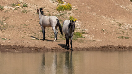 Young blue and red roan wild horses reflecting in the water while drinking at the waterhole in the...