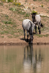 Blue roan wild horse mustangs reflecting in the water while drinking at the waterhole in the Pryor...