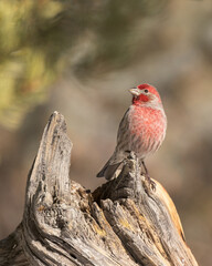 A House Finch perches on a weathered stump.