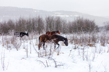 Horses, a small herd grazing on a snow-covered meadow.