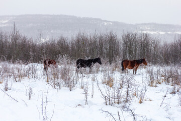 Horses, a small herd grazing on a snow-covered meadow.