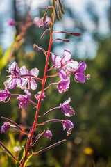 лекарственное растение иван-чай на закате