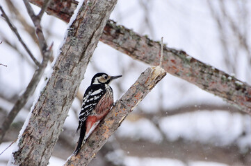 White-backed woodpecker on a branch in winter forest, Hokkaido in Japan