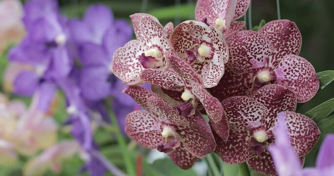 Orchid flower in orchid garden at winter or spring day. Vanda Orchidaceae 4K