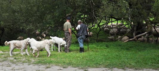 Shepherds and grazing sheep, shepherd dogs ... 