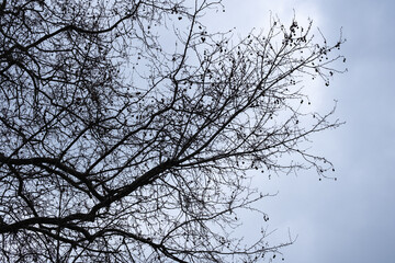 silhouette image of leafless plane tree