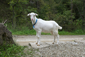 Fototapeta premium A young goat on a dirt road, a livestock farm ...