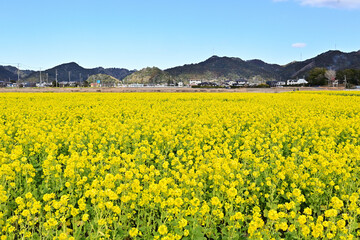 早春の南房総 鴨川の菜な畑ロード 青空のもと満開の菜の花が輝く