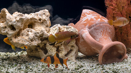 Freshwater aquarium with cichlids and botias. Aqua scape and aqua design.