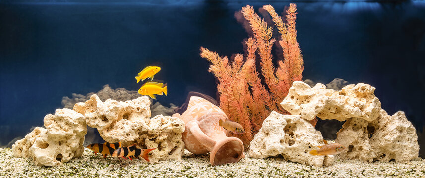 Freshwater aquarium with cichlids and botias. Aqua scape and aqua design.