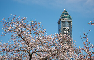 Higashiyama Sky Tower with the flowering sakura cherry trees on the foreground. Nagoya. Japan