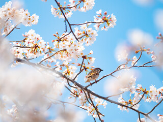 Obraz premium 桜とスズメ