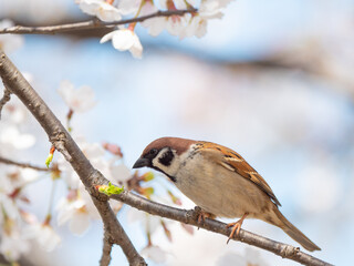 桜とスズメ