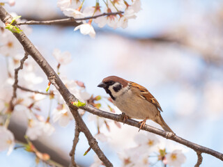 桜とスズメ