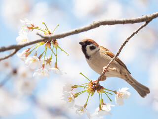 桜とスズメ
