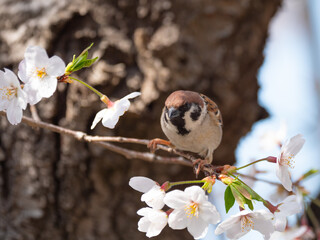 桜とスズメ