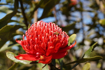 Flower with Bee, Auckland Botanical Garden