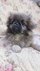 Pekingese Princess