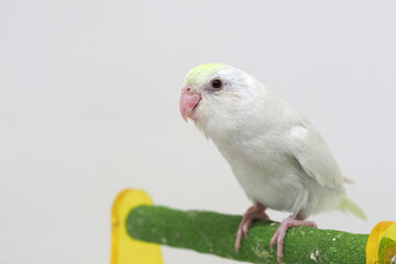 Selective focus of forpus parrotlet newborn bird studio shot on white background