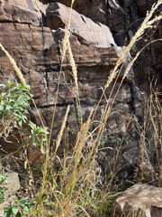 DesertGrass2
