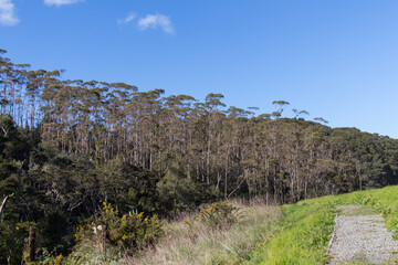 Fototapeta na wymiar Okura Scenic Reserve trail, North Shore, New Zealand.