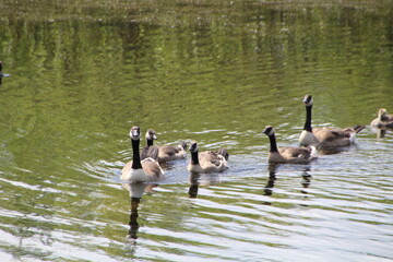 geese swimming in the lake