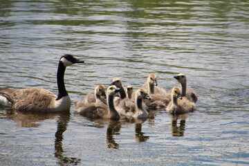 family of geese