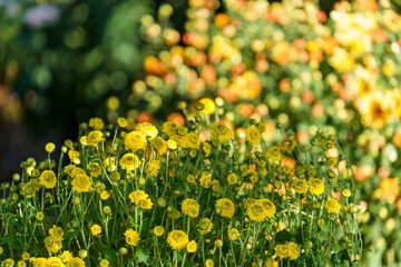 Obraz premium Natural background with yellow chrysanthemums in flower beds