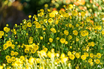 Natural background with yellow chrysanthemums in flower beds