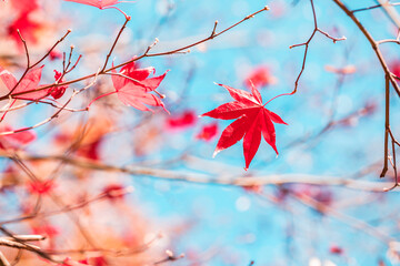 autumn leaves in sunny day