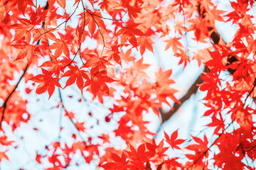 Fototapeta na wymiar autumn leaves in sunny day