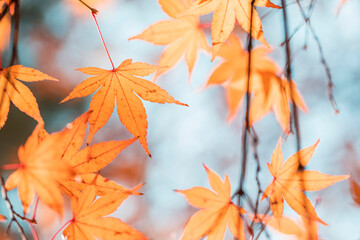 autumn leaves in sunny day