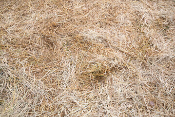 texture pattern of hay straw - obrazy, fototapety, plakaty