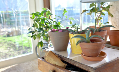 potted plant on little table and gardening equipment in a glasshouse