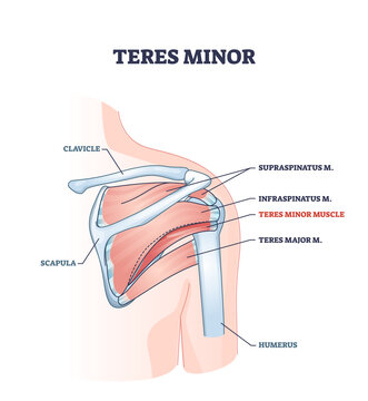 Teres minor muscle and anatomical human shoulder bones part outline diagram. Labeled educational skeletal scheme with supraspinatus and infraspinatus vector illustration. Medical inner muscular view.