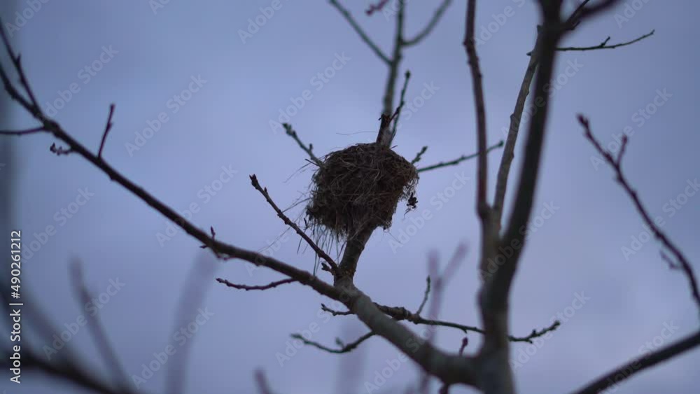 Aufkleber small bird nest in bare tree during wintertime - selective focus on tiny little birds nest on bare b