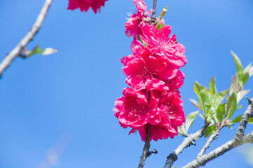 紅色の桃の花を青空を背景にクローズアップして写す	