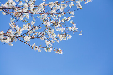 番所丘公園の満開の桜を近接撮影	