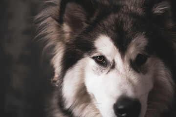 Alaskan Malamute snout closuep. White fluffy coat, black mask, bright brown eyes and adorable look. Selective focus on the details, blurred background.