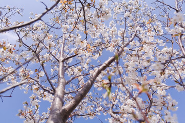 満開の桜を下から見上げる	