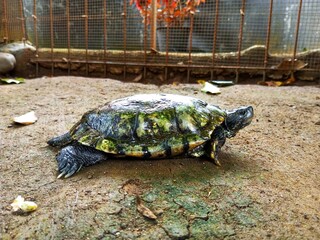 Brazilian turtle or scientific name Red Eared Terrapin - Trachemys scripta elegans