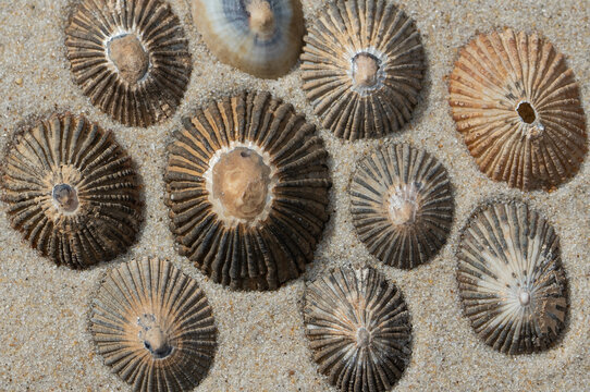 A collection of limpet shells on sand