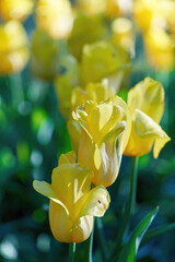 Bright flowers of yellow tulips on a spring meadow - 490263213